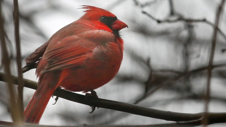 Male northern cardinal (Cardinalidae) perched in a tree in Toronto, Ontario, Canada